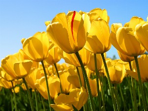 Tulips_1578463079.jpg