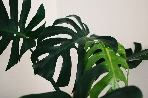 plant-green-minimal-leaf_1633619239.jpg
